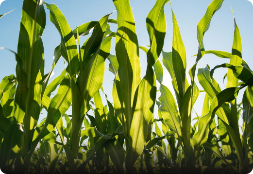 corn in a field